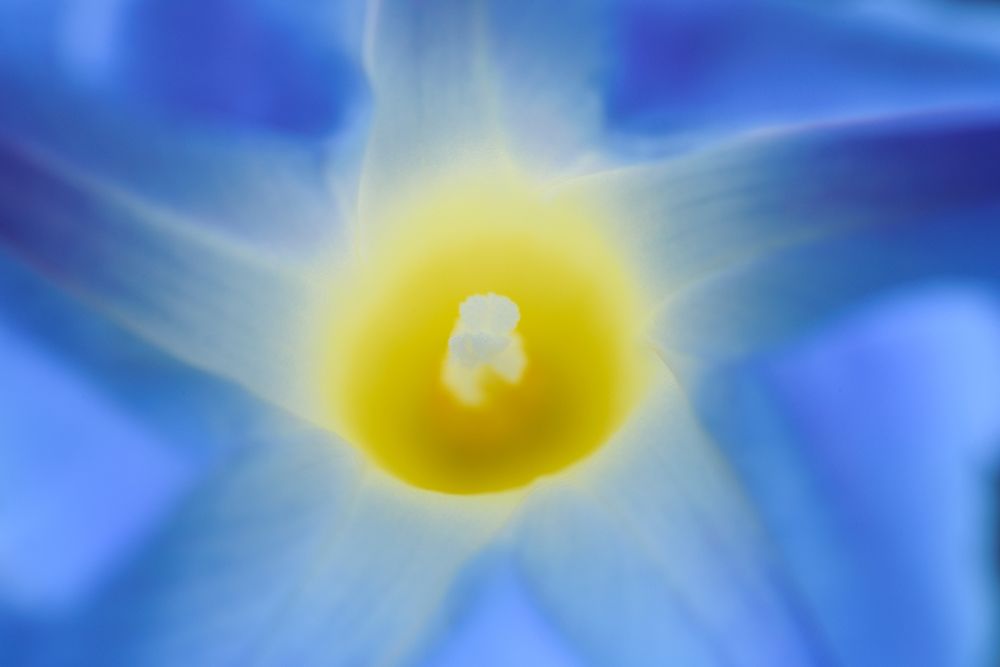 Canada-Manitoba-Winnipeg Morning glory blossom close-up art print by Jaynes Gallery for $57.95 CAD